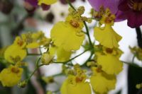 Лот: 3535206. Фото: 5. Орхидея онцидиум с цветоносом