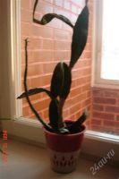 Лот: 1629263. Фото: 2. Заберите или погибнет у меня.Растение-целитель... Комнатные растения и уход