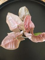 Лот: 25404695. Фото: 2. Сингониум сортовой, кустовой. Комнатные растения и уход