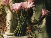 Лот: 2976243. Фото: 6. Суккулентный садик в плошке (3...