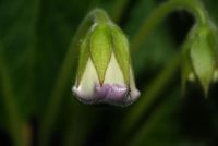 Лот: 4281113. Фото: 5. Глоксиния фиолетовая с белым