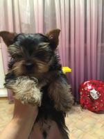 Лот: 10489223. Фото: 3. Щенок йорка. Растения и животные