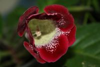 Лот: 4359244. Фото: 2. Глоксиния красная с лимонным горлом... Комнатные растения и уход