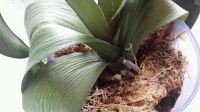 Лот: 9658417. Фото: 3. Орхидея. Растения и животные