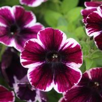 Лот: 11510183. Фото: 2. Петуния вегетативная Sweetunia... Комнатные растения и уход