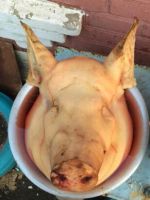 Лот: 11662521. Фото: 3. Мясо свинина (домашняя). Красноярск