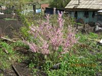 Лот: 13695902. Фото: 4. миндаль бобовник 3-ий. Красноярск