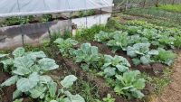 Лот: 25576694. Фото: 4. Продам Дачу 40м2 на участке 9... Красноярск