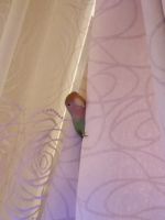 Лот: 15466028. Фото: 2. Попугай неразлучник самка с клеткой... Животные и уход