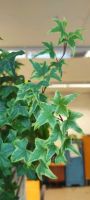 Лот: 18574926. Фото: 2. Плющ пестролистный (кустик 3 в... Комнатные растения и уход