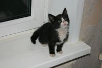 Лот: 3634768. Фото: 2. котята. Животные и уход