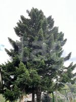 Лот: 25294832. Фото: 3. 2-комн. дача , садоводческое некоммерческое... Недвижимость