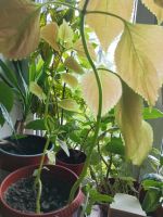 Лот: 20846131. Фото: 3. Колеус большой цветет растение... Растения и животные