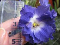 Лот: 2679430. Фото: 2. фиалка, молодое растение, зацвела. Комнатные растения и уход