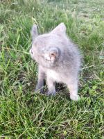 Лот: 14012952. Фото: 2. Котенок. Животные и уход