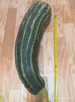 Лот: 20947583. Фото: 3. Кабачок 1. Красноярск