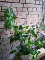 Лот: 20620332. Фото: 4. Взрослый гибискус, китайская роза... Красноярск