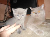Лот: 1841444. Фото: 3. Шотландский прямоухий котик!. Растения и животные