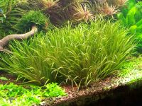 Лот: 10362486. Фото: 2. Бликса Японская Blyxa japonica... Аквариумистика