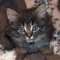 Лот: 11692141. Фото: 2. котеночек. Животные и уход