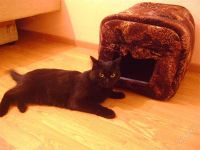 Лот: 1084244. Фото: 2. дом для кошки. Животные и уход