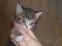 Лот: 2833286. Фото: 2. Котята. Животные и уход