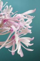 Лот: 22826749. Фото: 2. Орхидеи - neofinetia falcata. Комнатные растения и уход