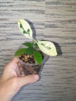 Лот: 25582893. Фото: 2. Гардения августата вар. Комнатные растения и уход