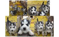 Лот: 8369367. Фото: 6. Щенки хаски голубые глазки шикарные...
