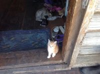 Лот: 4286707. Фото: 4. Котята ищут хозяев!!!(Срочно... Красноярск