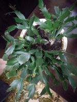 Лот: 18863605. Фото: 2. Декабрист 2 цвета. Комнатные растения и уход