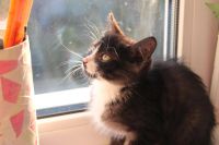 Лот: 8139675. Фото: 7. черный котенок!!!!!!