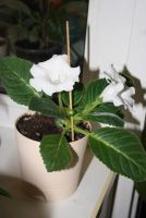 Лот: 4331598. Фото: 3. Глоксиния в горшке (цветущая!). Растения и животные