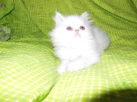 Лот: 7714857. Фото: 2. Белый персидский котёнок. Животные и уход