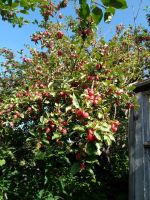 Лот: 14793818. Фото: 2. Натуральный выжатый сок из ранетки... Продукты