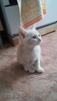 Лот: 6453431. Фото: 3. Котенок. Растения и животные
