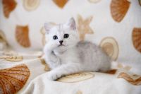 Лот: 8118665. Фото: 4. Продам британского котенка - котик... Красноярск