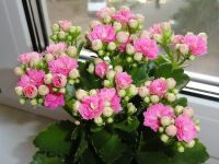 Лот: 9541413. Фото: 3. Каланхое декоративный, цветет... Растения и животные