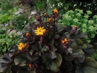 Лот: 25439901. Фото: 2. Бузульник зубчатый “Пандора” Ligularia... Семена, рассада, садовые растения