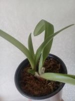 Лот: 11129540. Фото: 3. орхидея Пафиопедилум *. Растения и животные