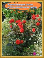 Лот: 25081355. Фото: 4. Георгины, хризантемы. Красноярск