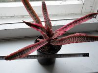 Лот: 18075644. Фото: 2. Криптантус Фостера (Cryptanthus... Комнатные растения и уход