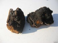 Лот: 9561145. Фото: 7. Гриб Чага