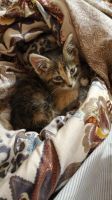 Лот: 16309186. Фото: 6. Котёнок(девочка)