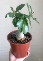 Лот: 17904478. Фото: 8. Адениум Cherry крупный