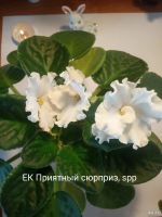 Лот: 17739676. Фото: 3. Цветущая фиалка. Растения и животные