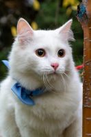Лот: 20847869. Фото: 4. Котяра в добрые руки!. Красноярск