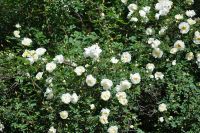 Лот: 8095118. Фото: 2. белая роза-ругоза №8. Семена, рассада, садовые растения