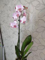 Лот: 12121233. Фото: 5. Орхидея фаленопсис (цветёт).