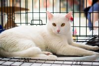Лот: 9727381. Фото: 3. Шикарный кот бнесплатно. Растения и животные